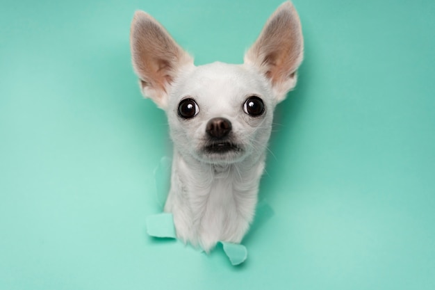 Gezicht op een schattige chihuahua-hond die uit gescheurd papier komt