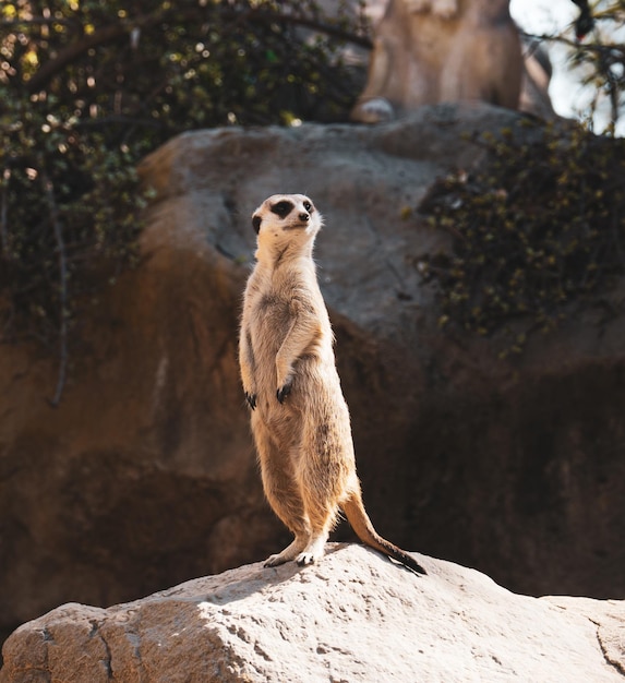 Gezicht op een schattige Meerkat die op de steen staat