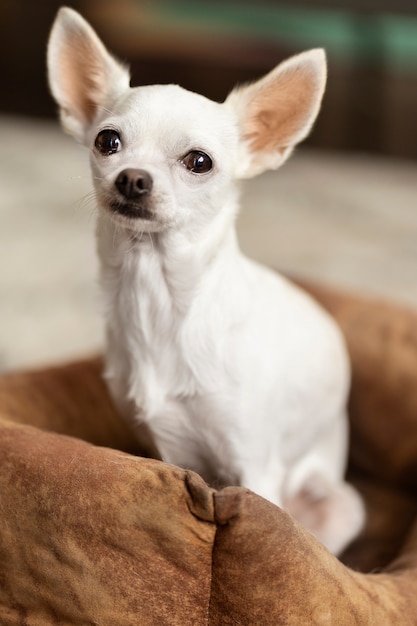 Gratis foto gezicht op schattige chihuahua-hond in huis