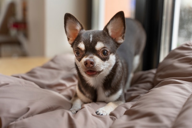 Gratis foto gezicht op schattige chihuahua-hond in huis