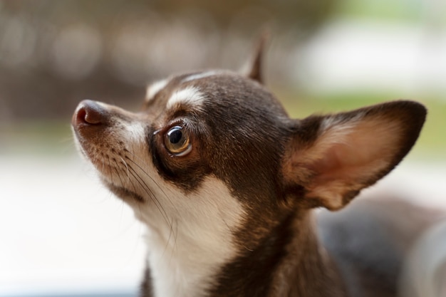 Gratis foto gezicht op schattige chihuahua-hond in huis