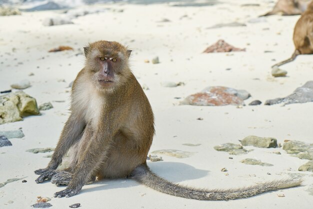 gezichtsuitdrukking aap strand rotsen natuur