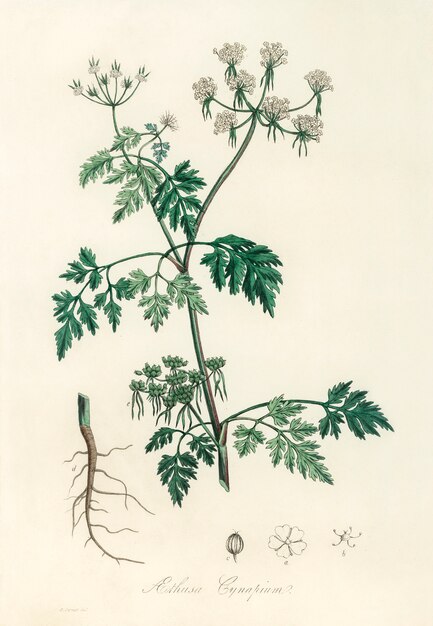 Gif peterselie (Aethusa cynapium) illustratie uit medische plantkunde (1836)