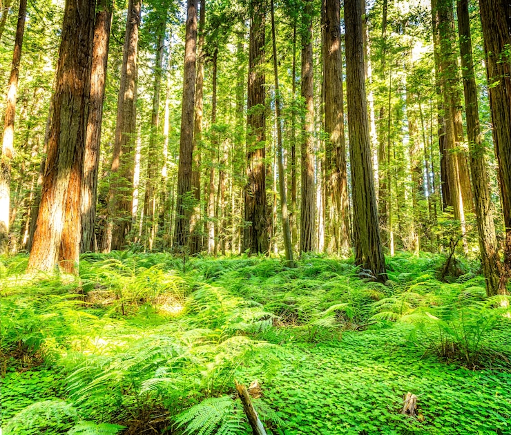 Gratis Foto gigantische redwood-bomen in de redwood national and state parks, avenue of the giants, californië