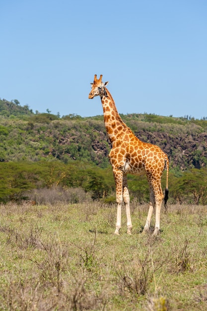 Giraffe in natuurlijke omgeving