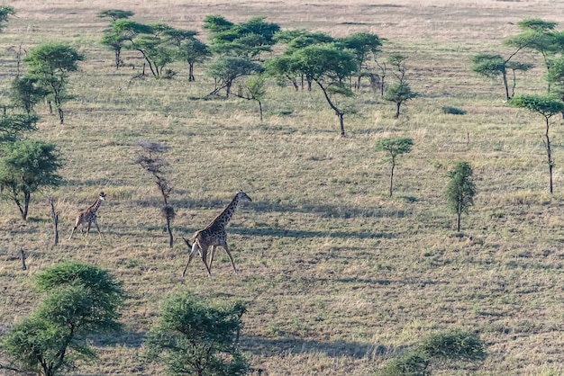 Giraffen in een veld bedekt met gras en bomen in het zonlicht overdag