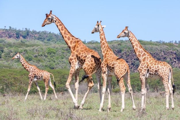 Giraffen kudde in de savanne