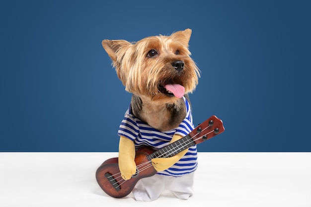 Gitarist, muzikant. yorkshire terrier hond is poseren. het leuke speelse bruine zwarte van een hond of huisdier spelen op blauwe studioachtergrond. concept van beweging, actie, beweging, huisdierenliefde. ziet er verrukt, grappig uit.