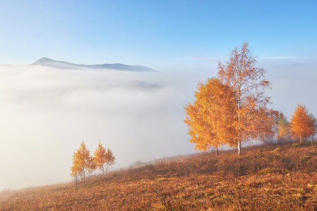 Glanzende boom op een heuvelhelling met zonnige balken op bergdal bedekt met mist.