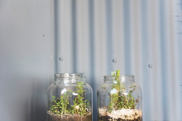 Glazen vaas met planten erin