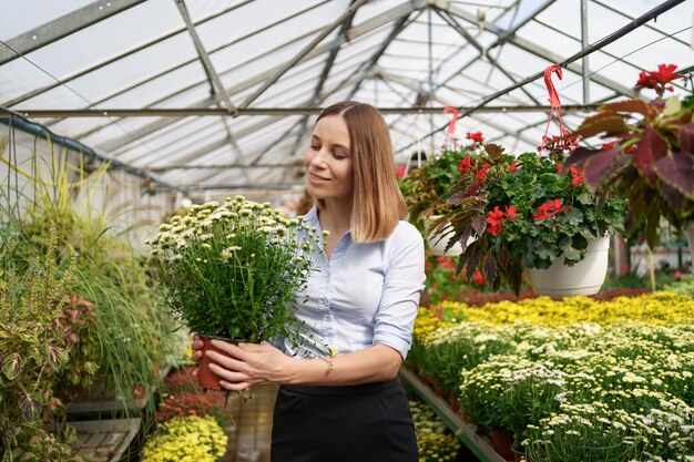 Glimlachende gelukkige bloemist in haar kwekerij staande met potchrysanten in haar handen terwijl ze de tuinplanten in de kas neigt