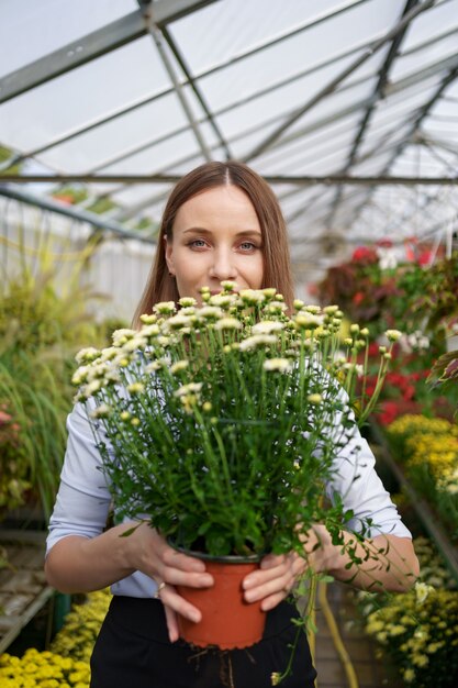 Glimlachende gelukkige bloemist in haar kwekerij staande met potchrysanten in haar handen terwijl ze de tuinplanten in de kas neigt