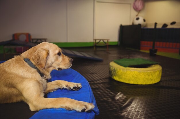 Golden retriever ontspannen op trampoline