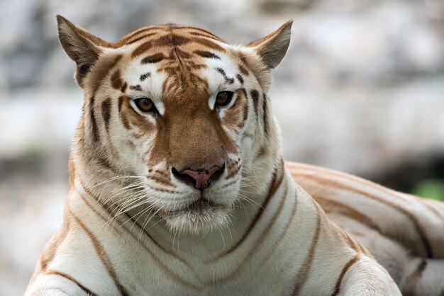 Gratis foto golden tabby tiger close-up hoofd golden tabby tiger close-up gezicht golden tabby tiger close-up