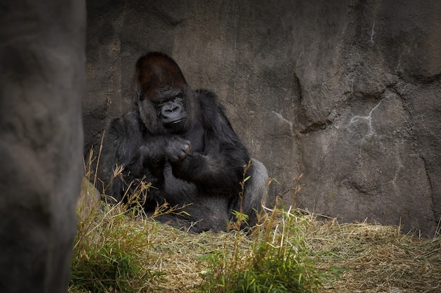 Gratis foto gorilla op zoek