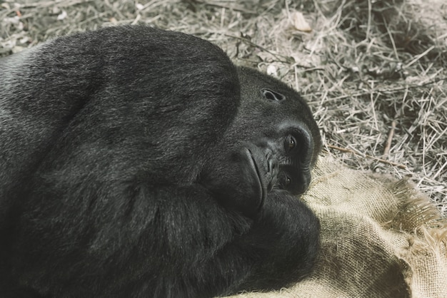 Gorilla probeert te slapen