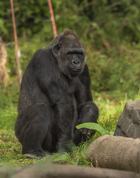 Gorilla zittend op een grasveld