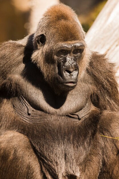 Gorilla