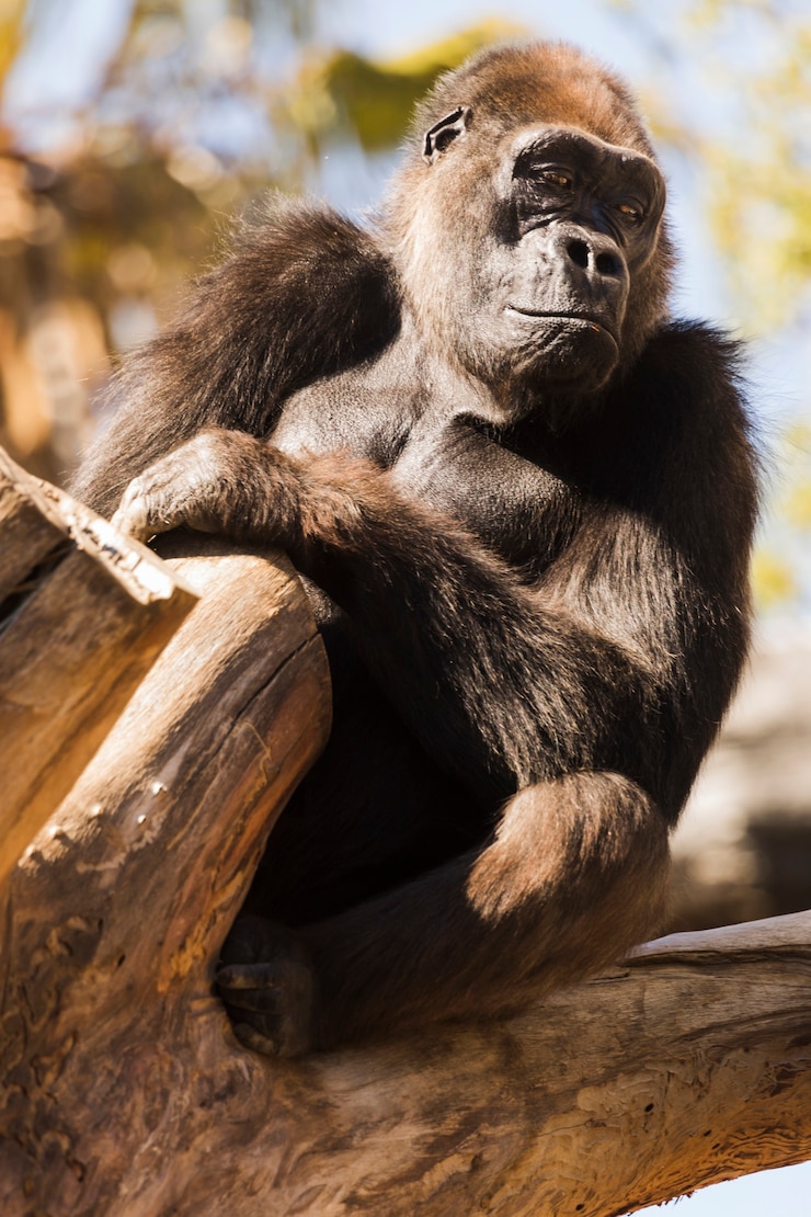 Gratis Foto gorilla