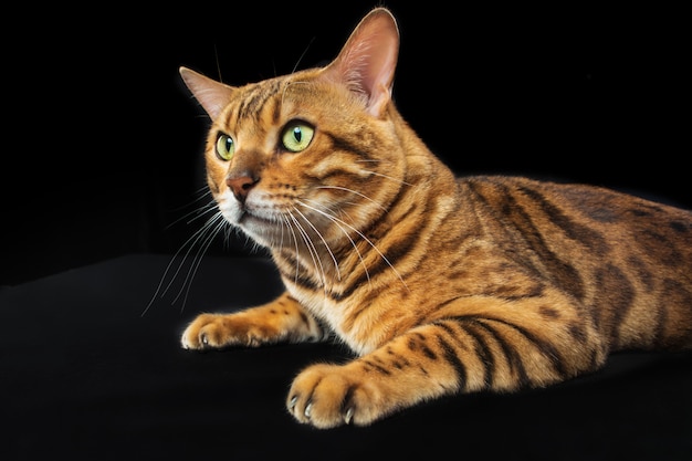 Gratis foto gouden bengalen kat op zwarte muur