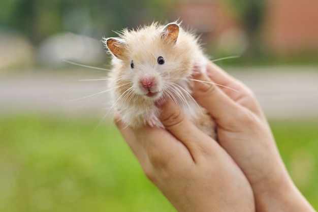 Close-up beeld van schattig klein meisje met een hamster | Gratis Foto