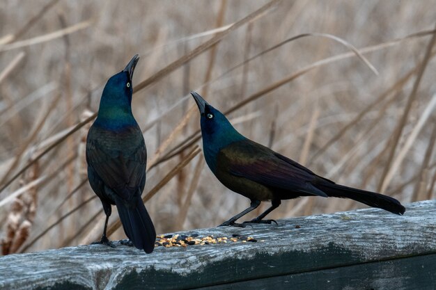 Grackle met zwarte bootstaart zat op hout