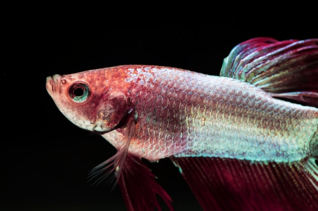 Gradiënt violet en roze dumbo betta splendens vechten vissen