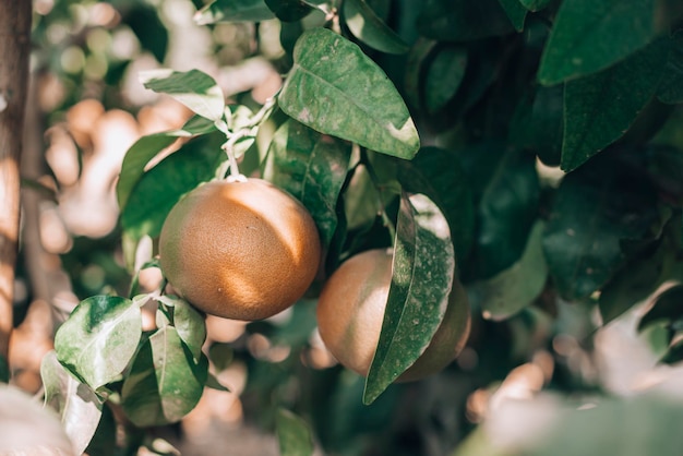 Granado dando frutas en el cultivo Premium Foto