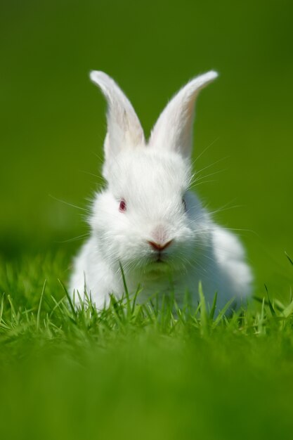 Grappig klein wit konijn op de lente groen gras