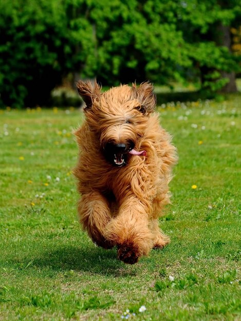 Grappige bruine briard-hond die in een park loopt