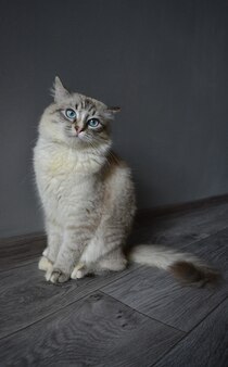 Grappige lachende grijze cyperse schattige kat met blauwe ogen.
