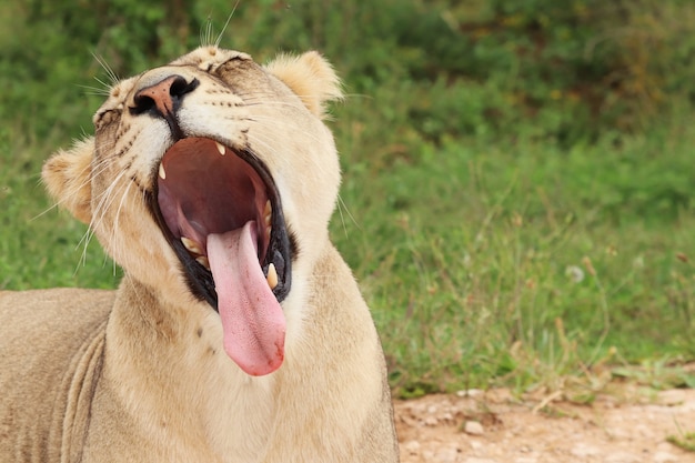 Grappige leeuwin die met haar tong uit met het grasrijke gebied geeuwt