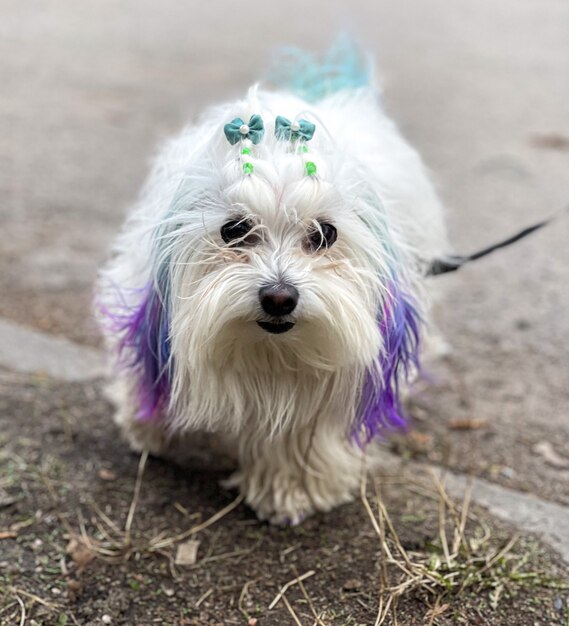 Grappige Maltese hond met gekleurde strengen op een wandeling.