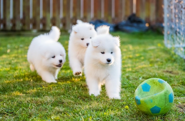 Grappige pluizige witte samojeed-puppy's zijn aan het spelen