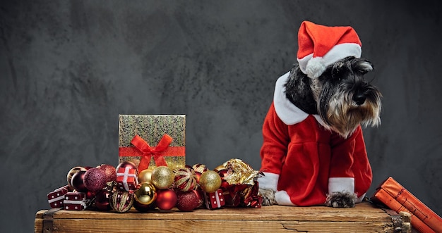 Grappige schnauzer hond gekleed in kerst jurk op een houten kist met kerst slinger ballen over grijze achtergrond.