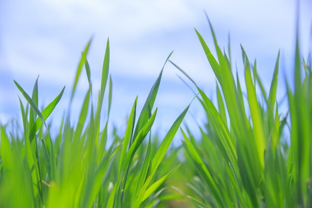 Gras close-up.