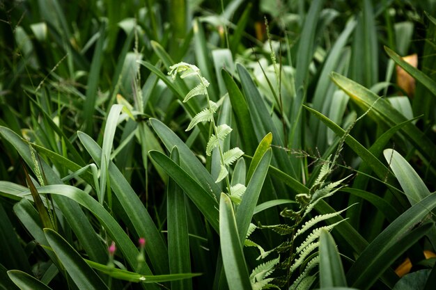 Gras en bladerenachtergrond