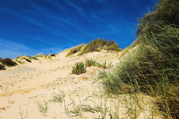 Gras in het zand