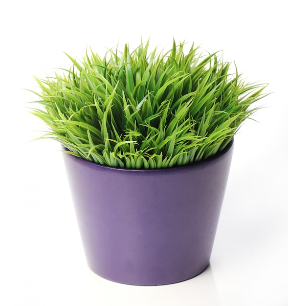 Gras in pot