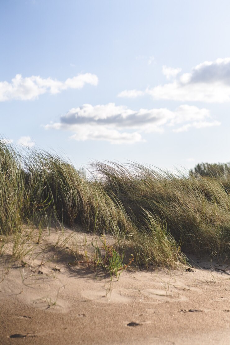 Gratis Foto gras op het strand