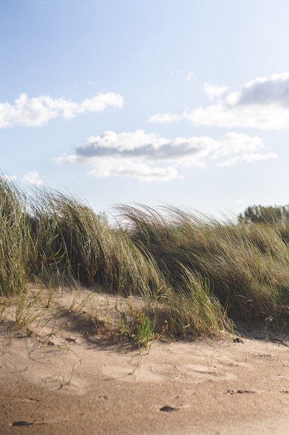 Gras op het strand