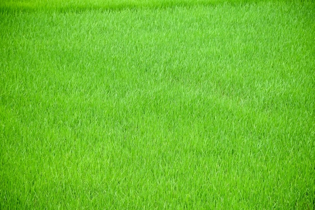 gras textuur