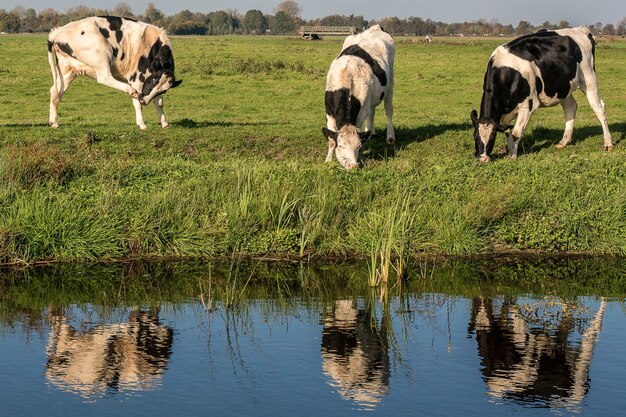 Grasveld in de buurt van het water met koeien die overdag gras eten