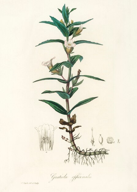 Gratiola officinalis illustratie van Medical Botany (1836)