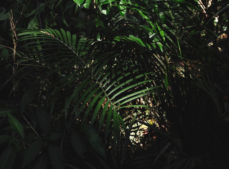 Gratis Foto green forest jungle met palmbladeren