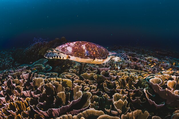 Gratis foto green sea turtle zwemmen in caribisch gebied