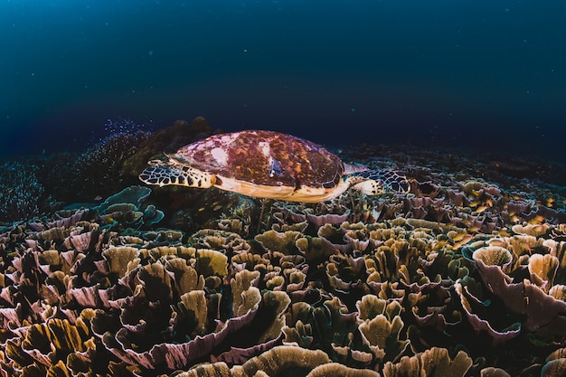 Green Sea Turtle zwemmen in Caribisch gebied