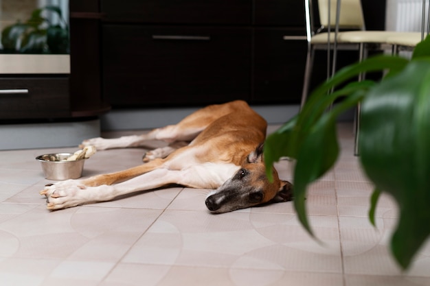 Gratis foto greyhound hond liggend op de vloer