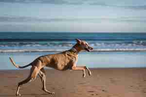 Gratis foto greyhound hond loopt op het strand