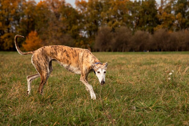 Gratis foto greyhound hond tijd doorbrengen in de natuur